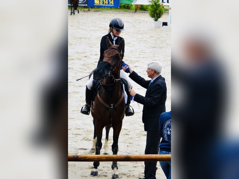 Zangersheider Jument 8 Ans 164 cm Bai brun in Meschede