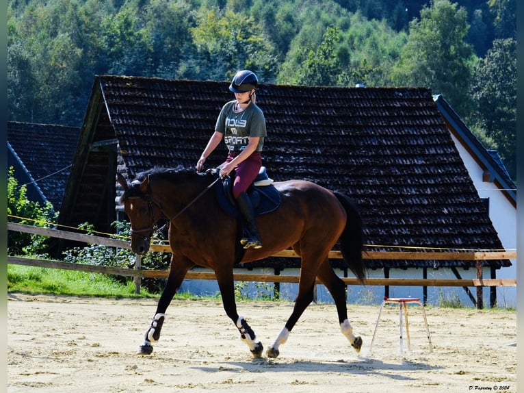 Zangersheider Jument 8 Ans 164 cm Bai brun in Meschede