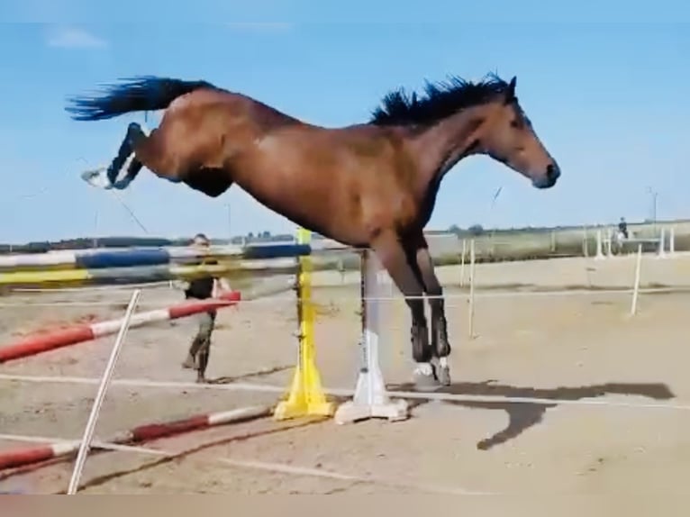 Zangersheider Jument 8 Ans 164 cm Bai brun in Meschede