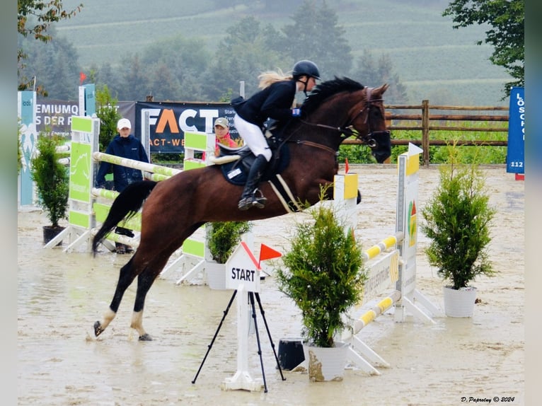 Zangersheider Jument 8 Ans 164 cm Bai brun in Meschede