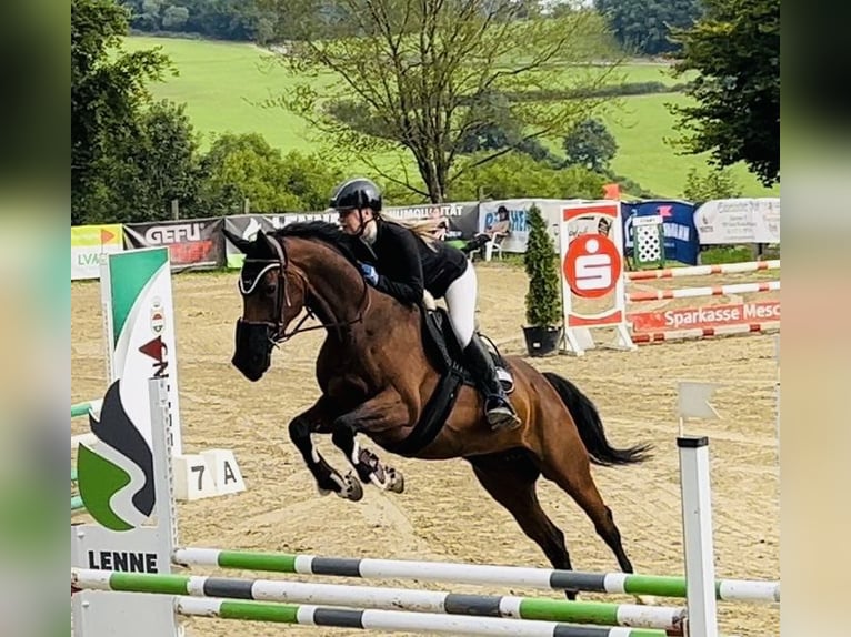 Zangersheider Jument 8 Ans 164 cm Bai brun in Meschede