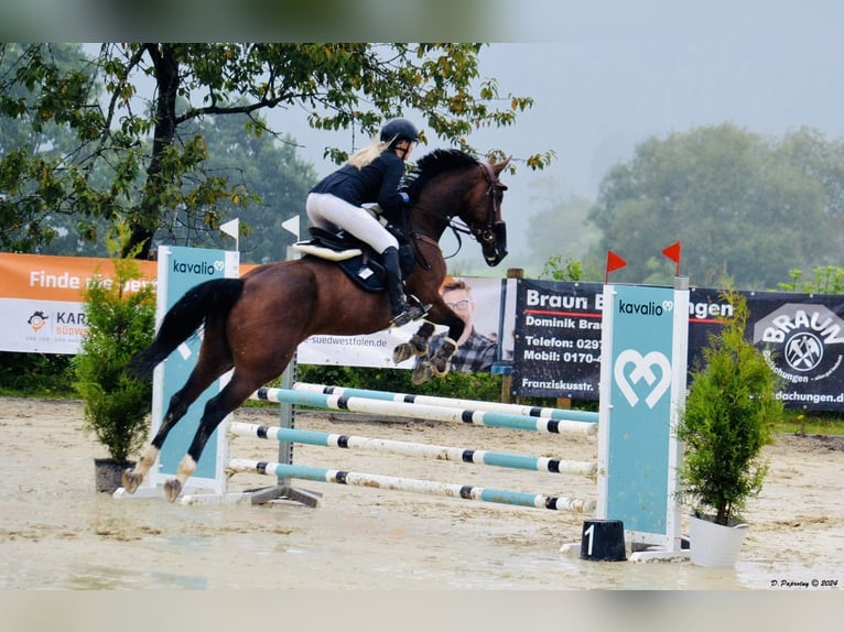 Zangersheider Jument 8 Ans 164 cm Bai brun in Meschede