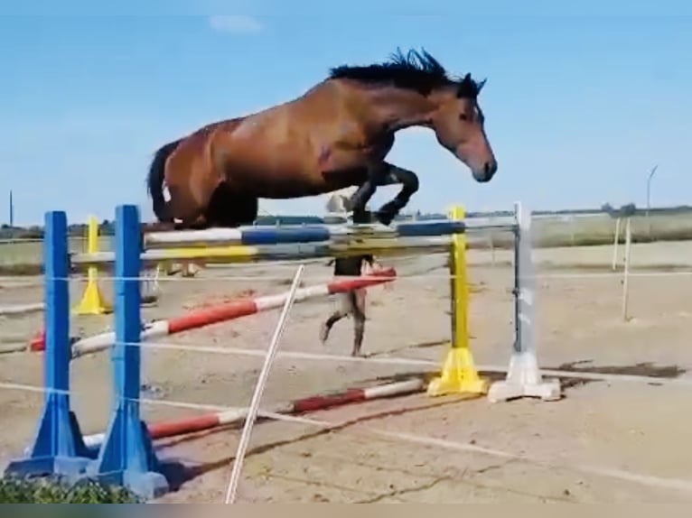 Zangersheider Jument 8 Ans 164 cm Bai brun in Meschede