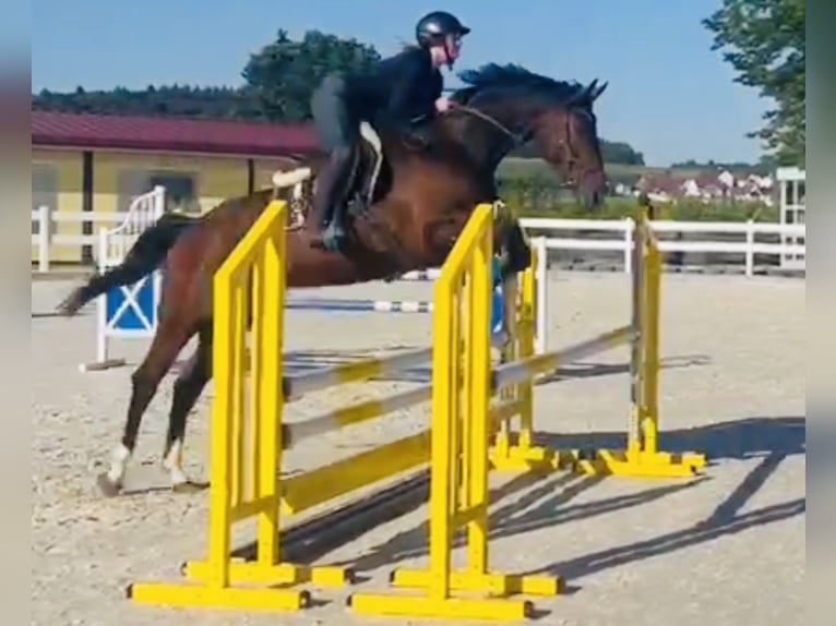 Zangersheider Jument 8 Ans 164 cm Bai brun in Meschede