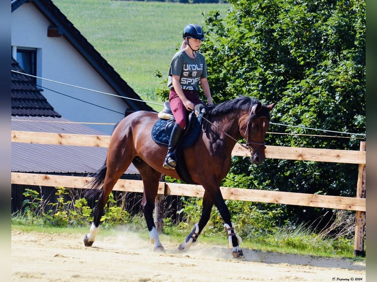 Zangersheider Jument 8 Ans 164 cm Bai brun in Meschede