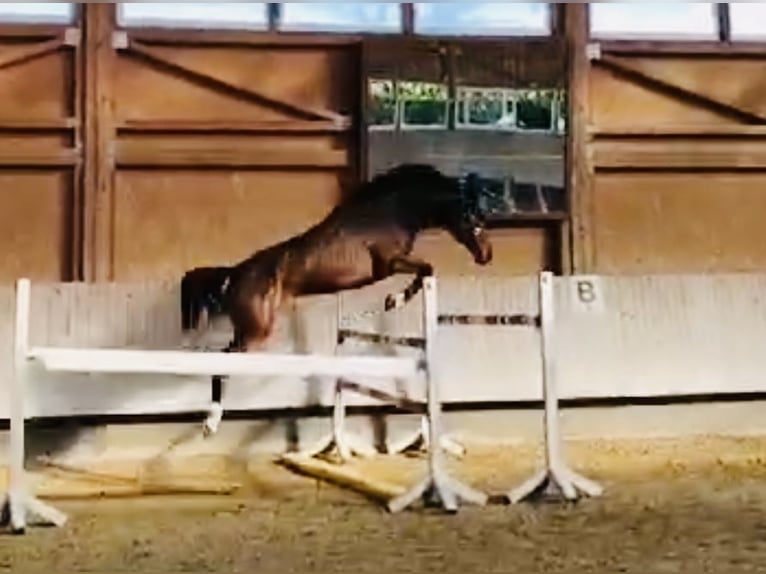 Zangersheider Jument 8 Ans 164 cm Bai brun in Meschede