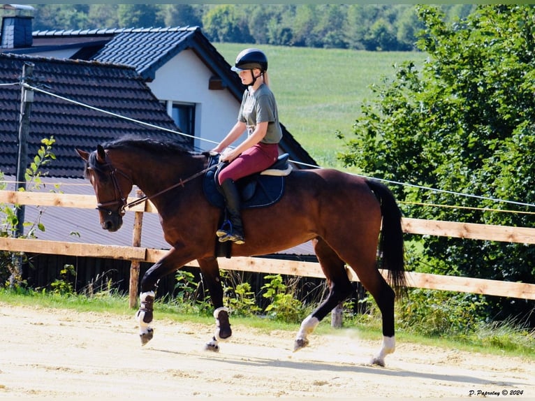 Zangersheider Jument 8 Ans 164 cm Bai brun in Meschede