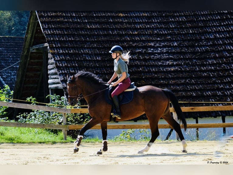 Zangersheider Jument 8 Ans 164 cm Bai brun in Meschede