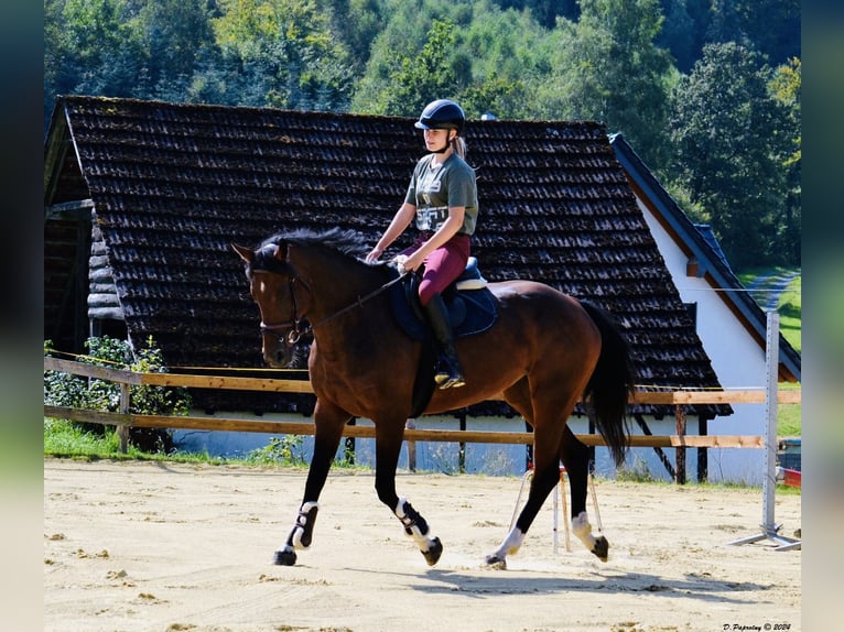 Zangersheider Jument 8 Ans 164 cm Bai brun in Meschede