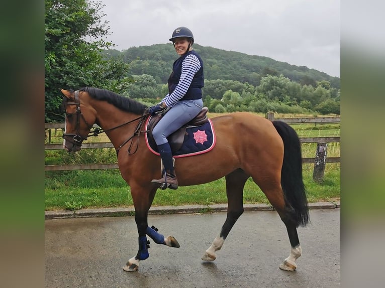 Zangersheider Jument 8 Ans 164 cm Bai clair in grez doiceau