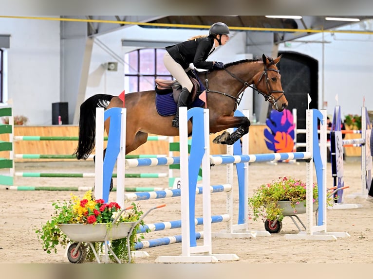 Zangersheider Jument 8 Ans 165 cm Bai cerise in Józefin