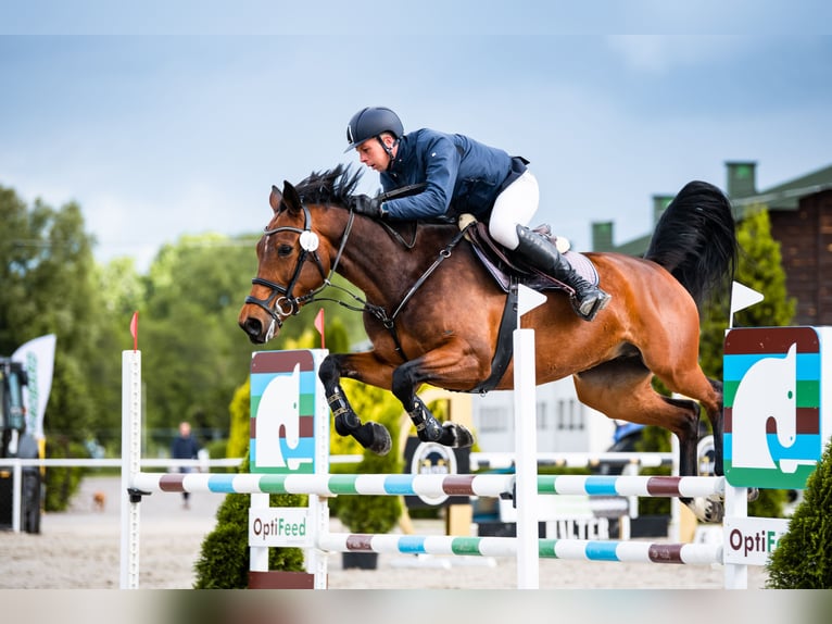 Zangersheider Jument 8 Ans 165 cm Bai cerise in Józefin