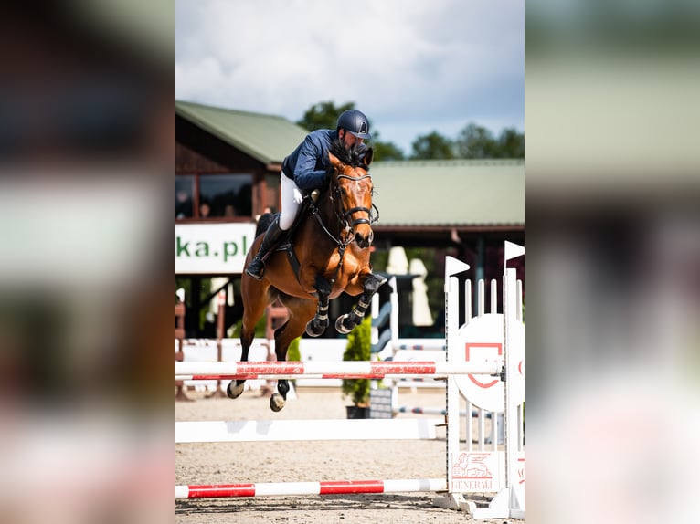 Zangersheider Jument 8 Ans 165 cm Bai cerise in Józefin