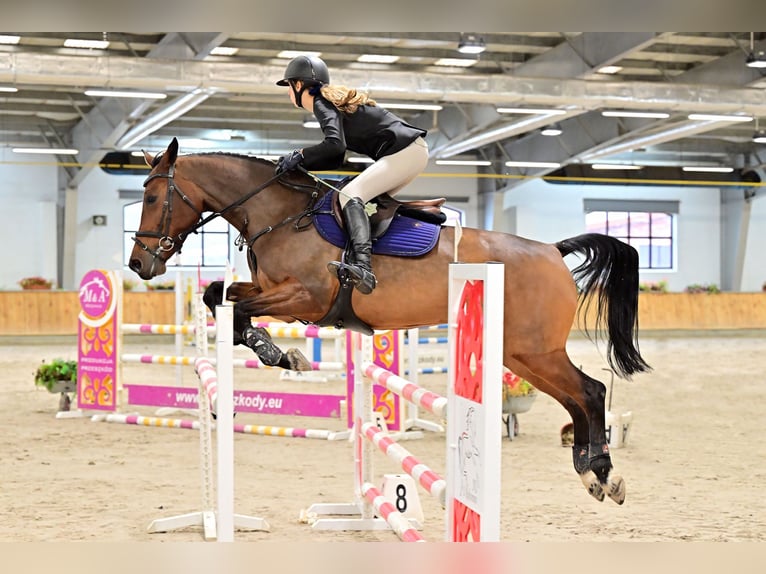 Zangersheider Jument 8 Ans 165 cm Bai cerise in Józefin