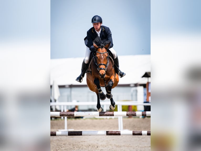 Zangersheider Jument 8 Ans 165 cm Bai cerise in Józefin