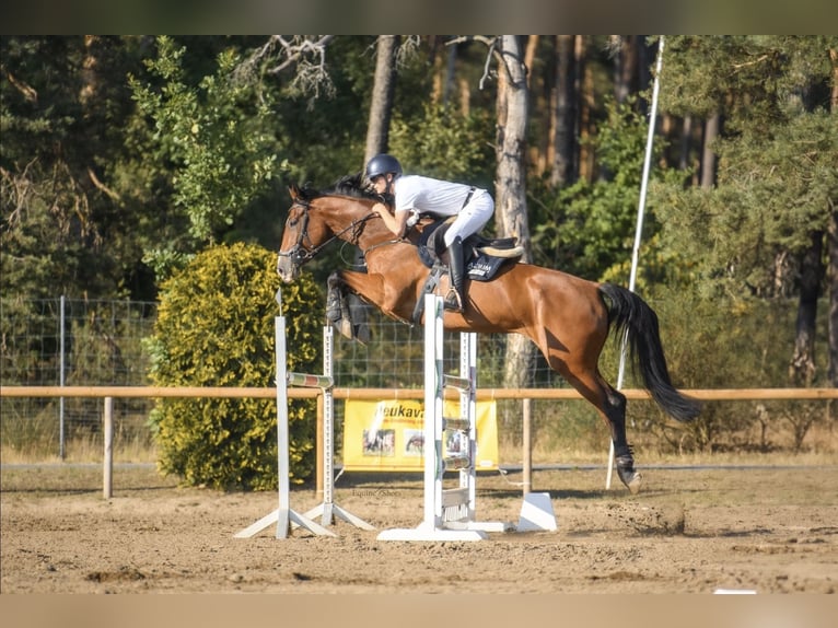 Zangersheider Jument 8 Ans 165 cm Bai in Berlin