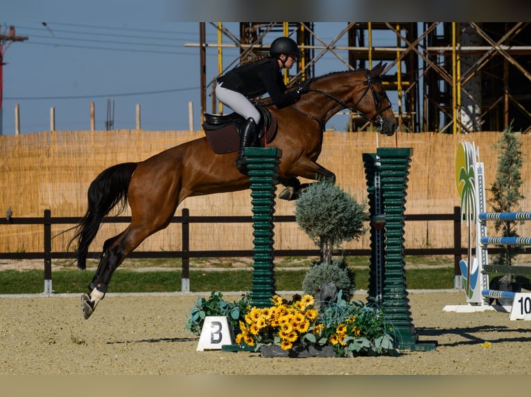 Zangersheider Jument 8 Ans 168 cm Bai cerise in Plovdiv