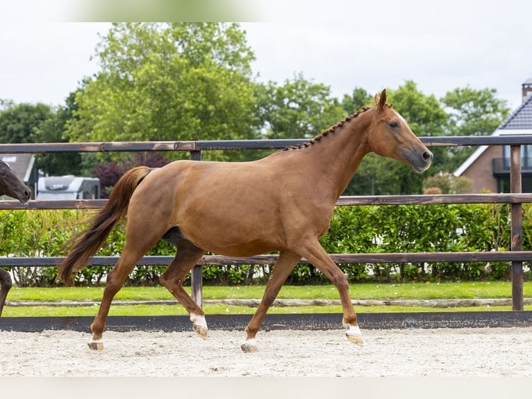 Zangersheider Jument 8 Ans 169 cm Alezan brûlé in Waddinxveen