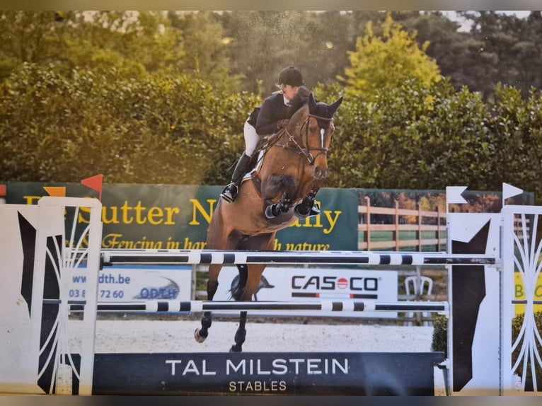 Zangersheider Jument 8 Ans 169 cm Alezan brûlé in Waddinxveen