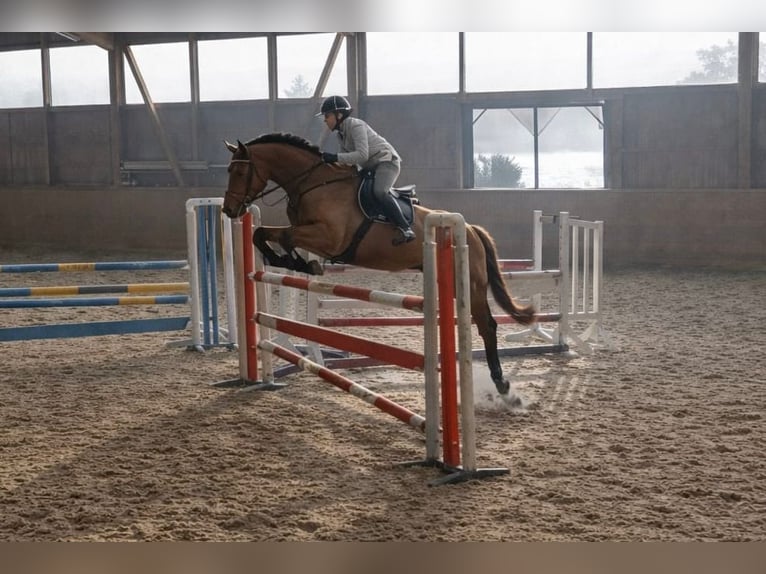 Zangersheider Jument 8 Ans 170 cm Alezan in Heilbronn