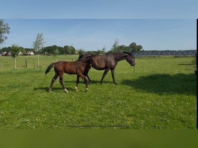 Zangersheider Jument 8 Ans 170 cm Bai in Haulerwijk