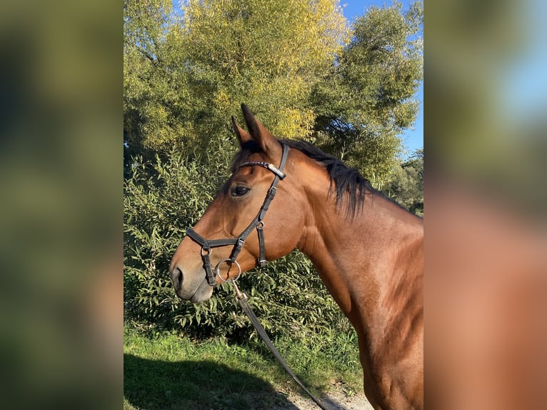 Zangersheider Jument 8 Ans 173 cm Bai in Oberrieden