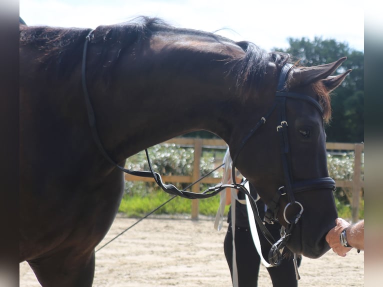 Zangersheider Jument 8 Ans 173 cm Noir in Ile et Vilaine