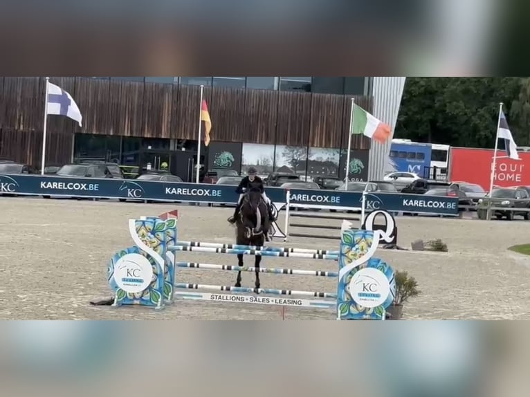 Zangersheider Jument 8 Ans 173 cm Noir in Nettetal