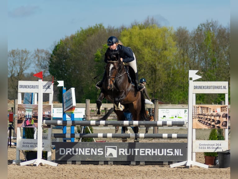 Zangersheider Jument 8 Ans 175 cm Bai brun in Tilburg