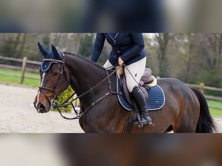 Zangersheider Jument 8 Ans 175 cm Bai brun in Tilburg