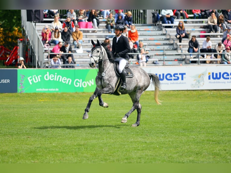 Zangersheider Jument 8 Ans 175 cm Gris pommelé in Aying
