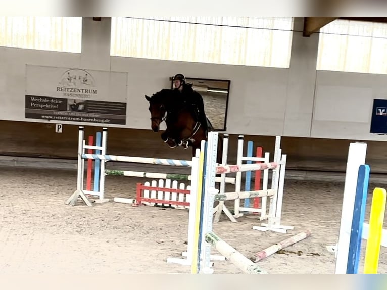 Zangersheider Jument 8 Ans Bai brun in Großostheim