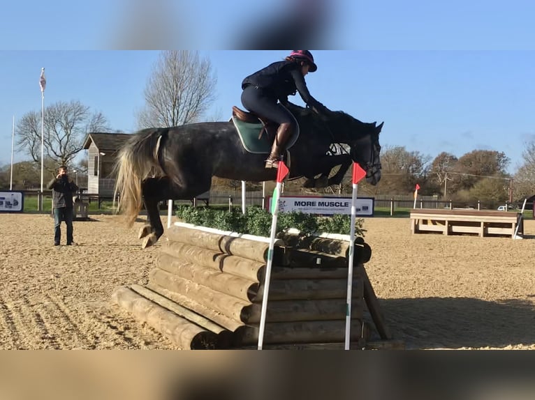 Zangersheider Jument 8 Ans Gris in Kent