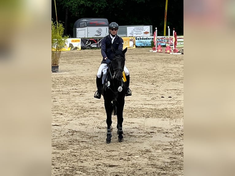 Zangersheider Jument 9 Ans 162 cm Noir in Arnsberg