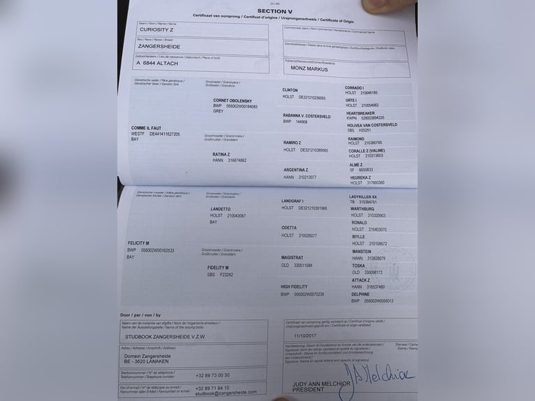 Zangersheider Jument 9 Ans 164 cm Bai in Altach