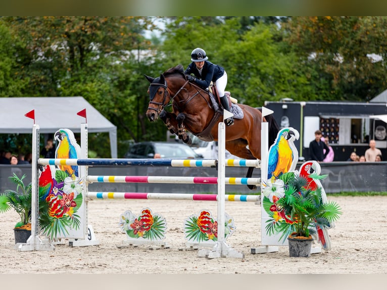 Zangersheider Jument 9 Ans 165 cm Bai cerise in Swoszowice