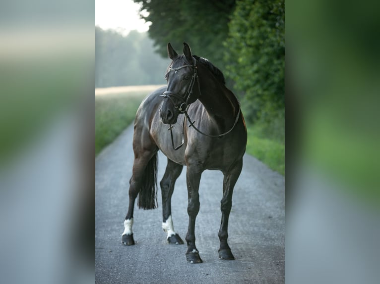 Zangersheider Jument 9 Ans 165 cm Noir in Rutesheim