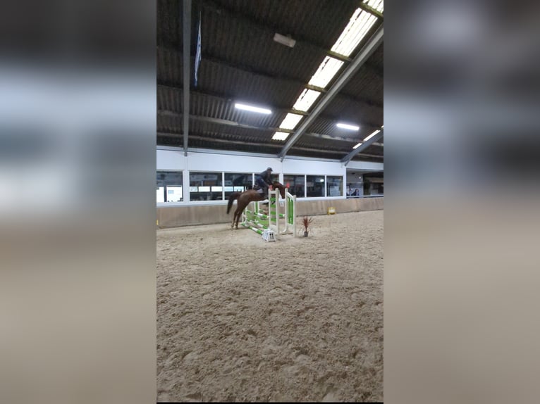 Zangersheider Jument 9 Ans 166 cm Alezan in Wijk en Aalburg