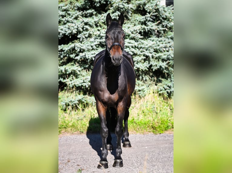 Zangersheider Jument 9 Ans 167 cm Bai brun foncé in Stary Go&#x142;&#x119;bin