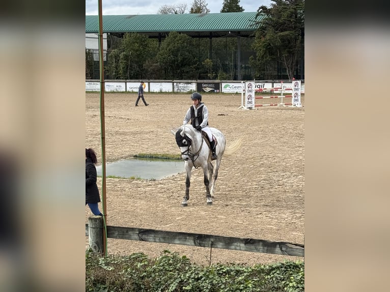 Zangersheider Jument 9 Ans 167 cm Gris in Santa Eulalia (Gijon)