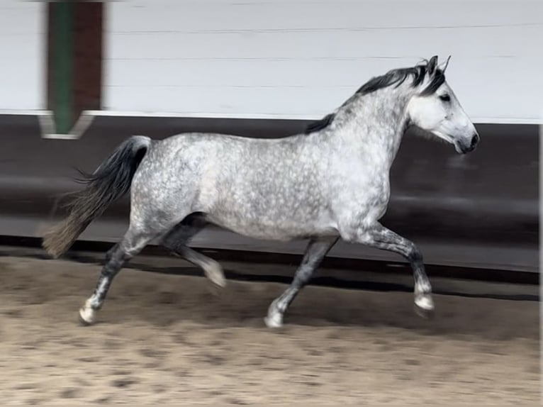 Zangersheider Jument 9 Ans 168 cm Gris in Paderborn