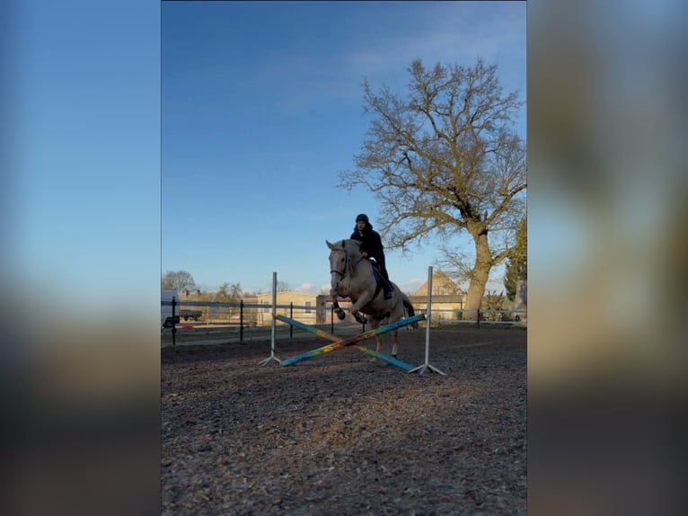 Zangersheider Jument 9 Ans 170 cm Palomino in Mąkowarsko