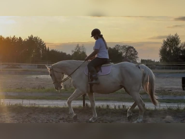 Zangersheider Jument 9 Ans 170 cm Palomino in Mąkowarsko