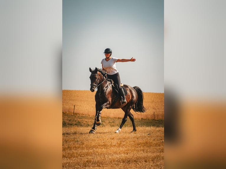 Zangersheider Jument 9 Ans 172 cm Bai brun in Nettersheim