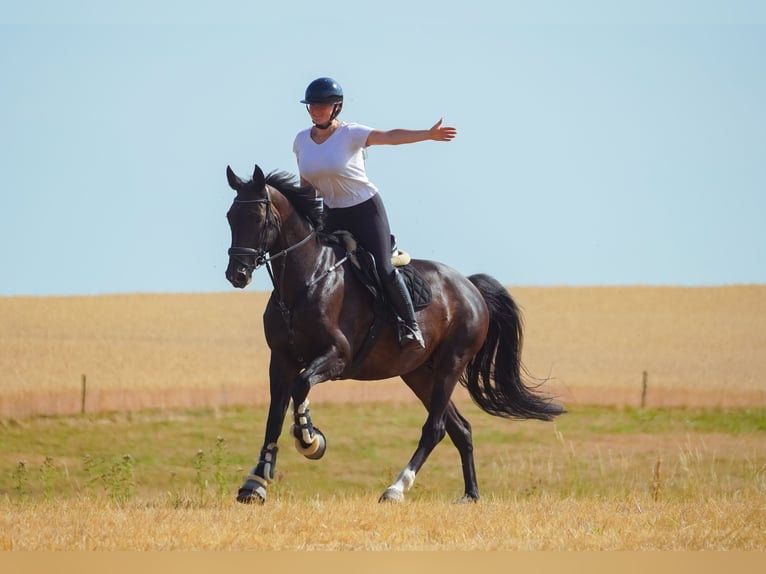 Zangersheider Jument 9 Ans 172 cm Bai brun in Nettersheim