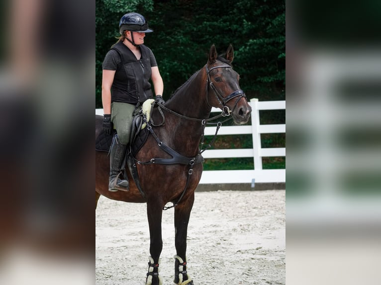 Zangersheider Jument 9 Ans 172 cm Bai brun in Nettersheim