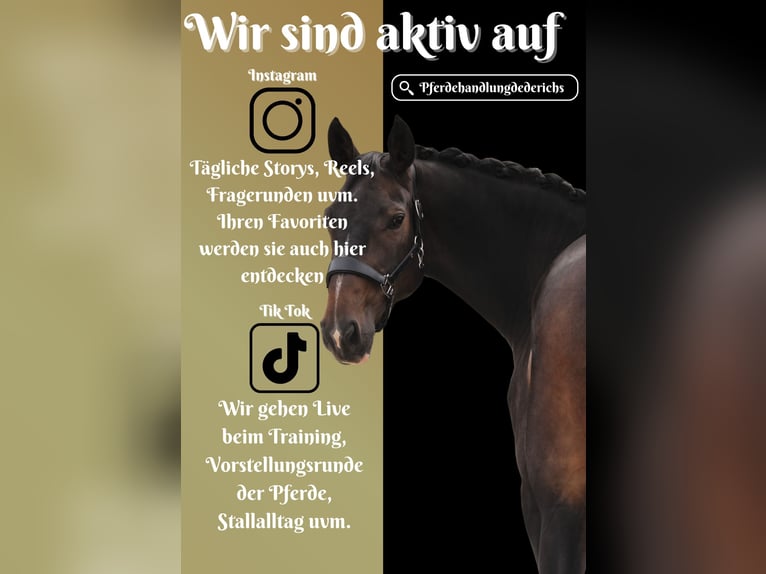 Zangersheider Jument 9 Ans 172 cm Bai brun in Nettersheim