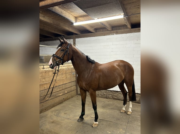Zangersheider Jument 9 Ans Bai in Renchen