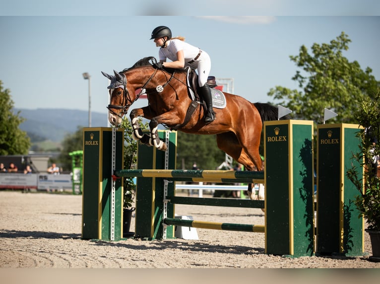 Zangersheider Jument 9 Ans Bai in Renchen
