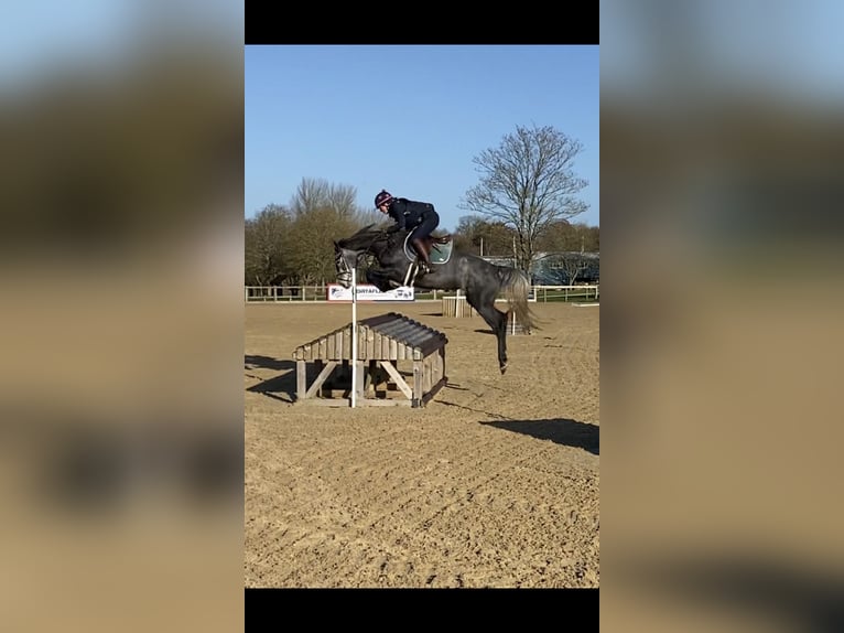 Zangersheider Jument 9 Ans Gris in Kent